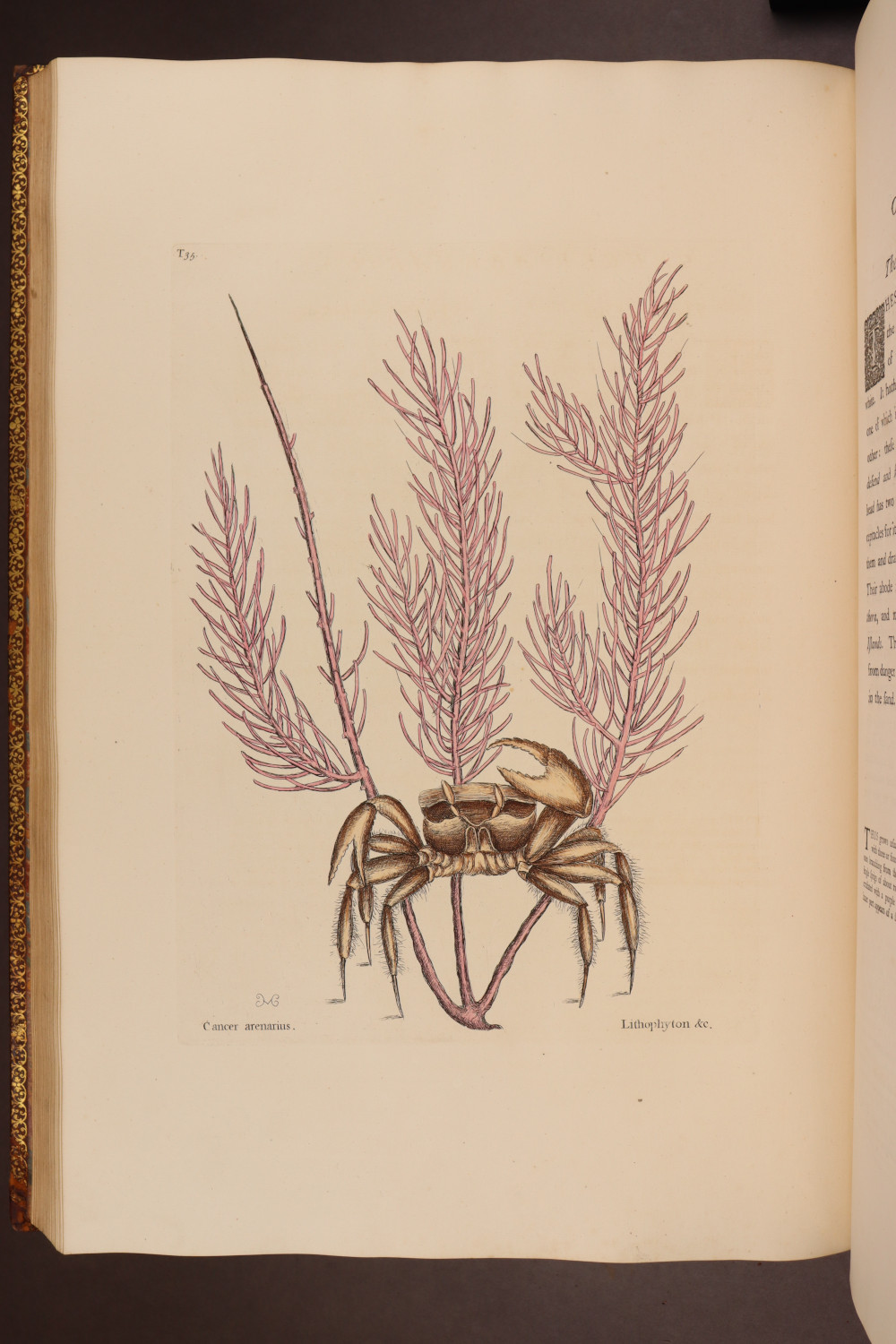 Plate 35